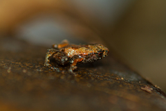 Brachycephalus hermogenesi