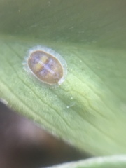 Acaudaleyrodes rachipora