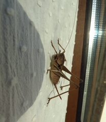 Thyreonotus corsicus