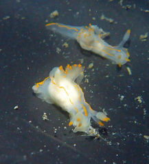 Ancula gibbosa