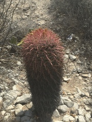 Ferocactus gracilis