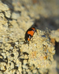 Hyperaspis sphaeridioides