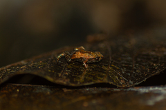 Brachycephalus hermogenesi