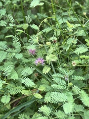 Mimosa microphylla