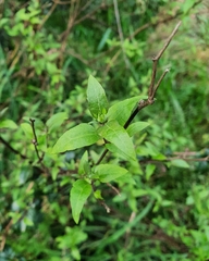 Leptocarpha rivularis