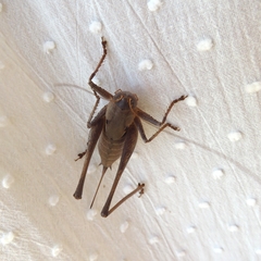 Thyreonotus corsicus