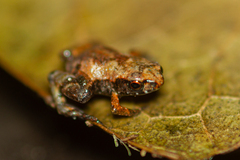 Brachycephalus hermogenesi