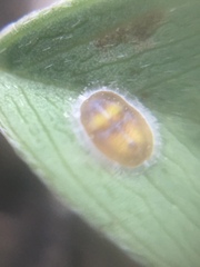 Acaudaleyrodes rachipora