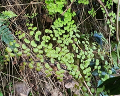 Adiantum chilense