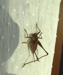 Thyreonotus corsicus