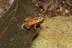 Brachycephalus hermogenesi