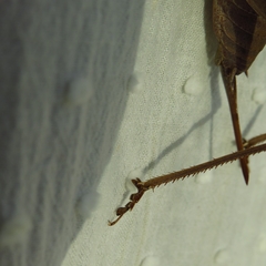 Thyreonotus corsicus