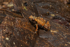 Brachycephalus hermogenesi