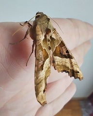 Phlogophora meticulosa