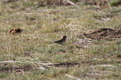 Montifringilla davidiana