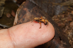 Brachycephalus hermogenesi