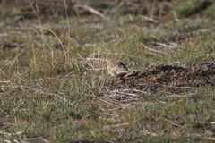 Montifringilla davidiana