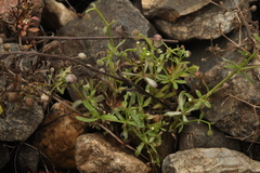 Galium tricornutum