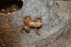 Brachycephalus hermogenesi