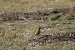 Montifringilla davidiana