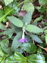 Ruellia squarrosa