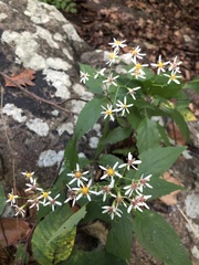 Eurybia