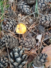 Fungi