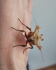 Phlogophora meticulosa