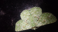 Aeolochroma viridicata