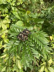 Zanthoxylum ailanthoides