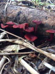 Cruentomycena viscidocruenta