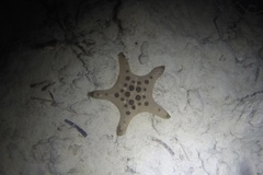 Protoreaster nodosus