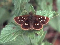 Piruna polingii