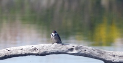 Hirundo albigularis