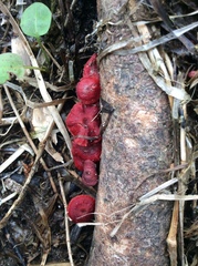 Cruentomycena viscidocruenta
