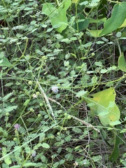 Mimosa microphylla
