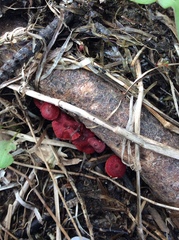 Cruentomycena viscidocruenta