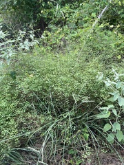 Mimosa microphylla