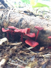 Cruentomycena viscidocruenta