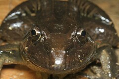 Leptodactylus latrans