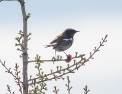 Phoenicurus erythronotus