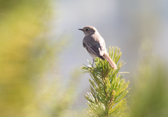 Phoenicurus erythronotus