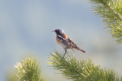 Phoenicurus erythronotus