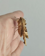 Phlogophora meticulosa