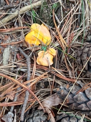 Fungi