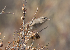 Phylloscopus fuscatus