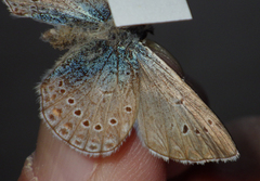 Polyommatus amandus