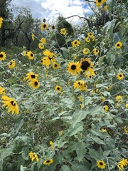 Helianthus argophyllus