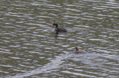 Melanitta stejnegeri