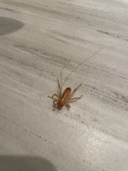 Camptonotus carolinensis